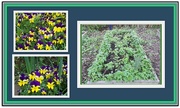 19th Apr 2017 - Violas, strawberry plants and herbs.