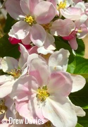 19th Apr 2017 - Apple blossom 