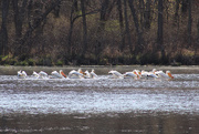 17th Apr 2017 - 0417_0646 Pelican migration