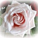 pink rose by gijsje