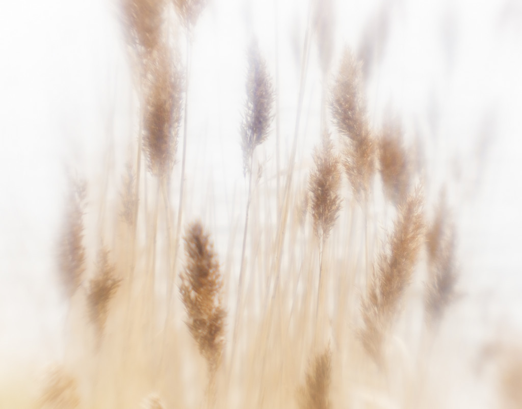 Foggy Reeds by davidrobinson