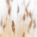 Foggy Reeds by davidrobinson