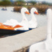 Swan Boats by davidrobinson