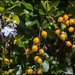 Duranta erecta - Pigeon berry bush by kerenmcsweeney