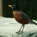 Robin by linnypinny