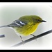 Pine warbler other side view. by sailingmusic