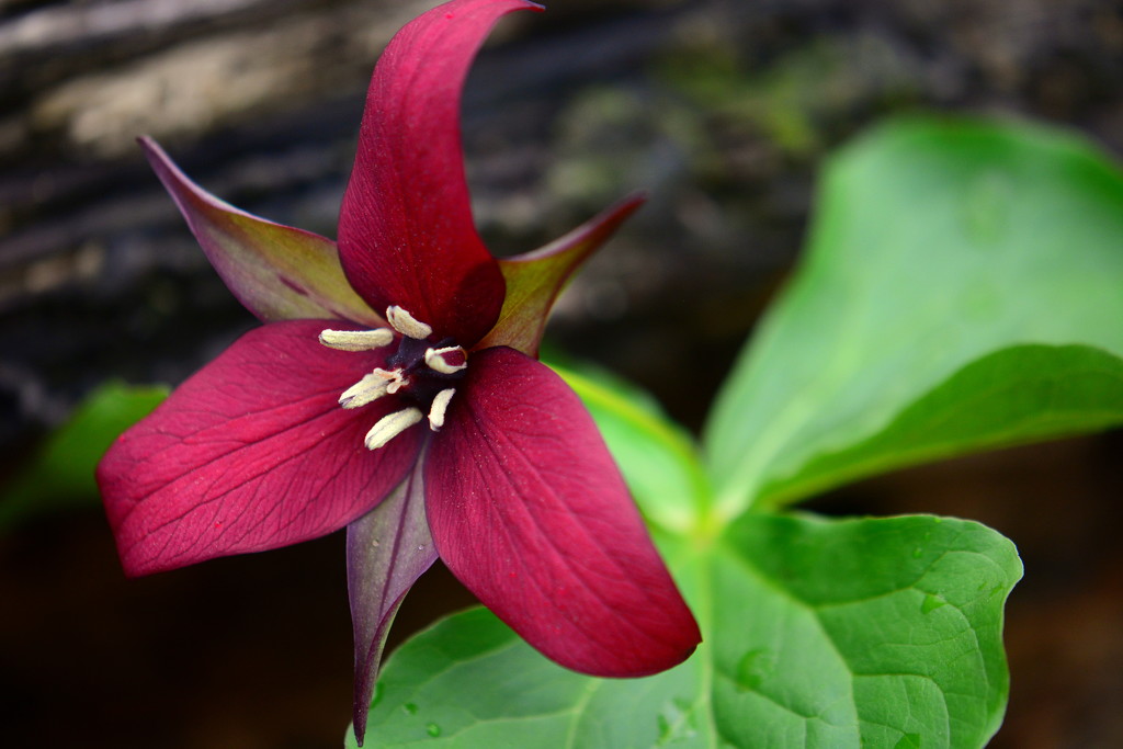Red Trillium by jayberg