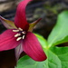 Red Trillium by jayberg