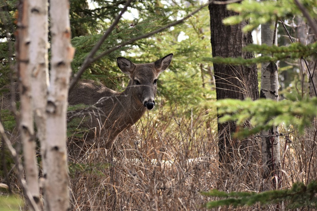 Cautious doe by caitnessa