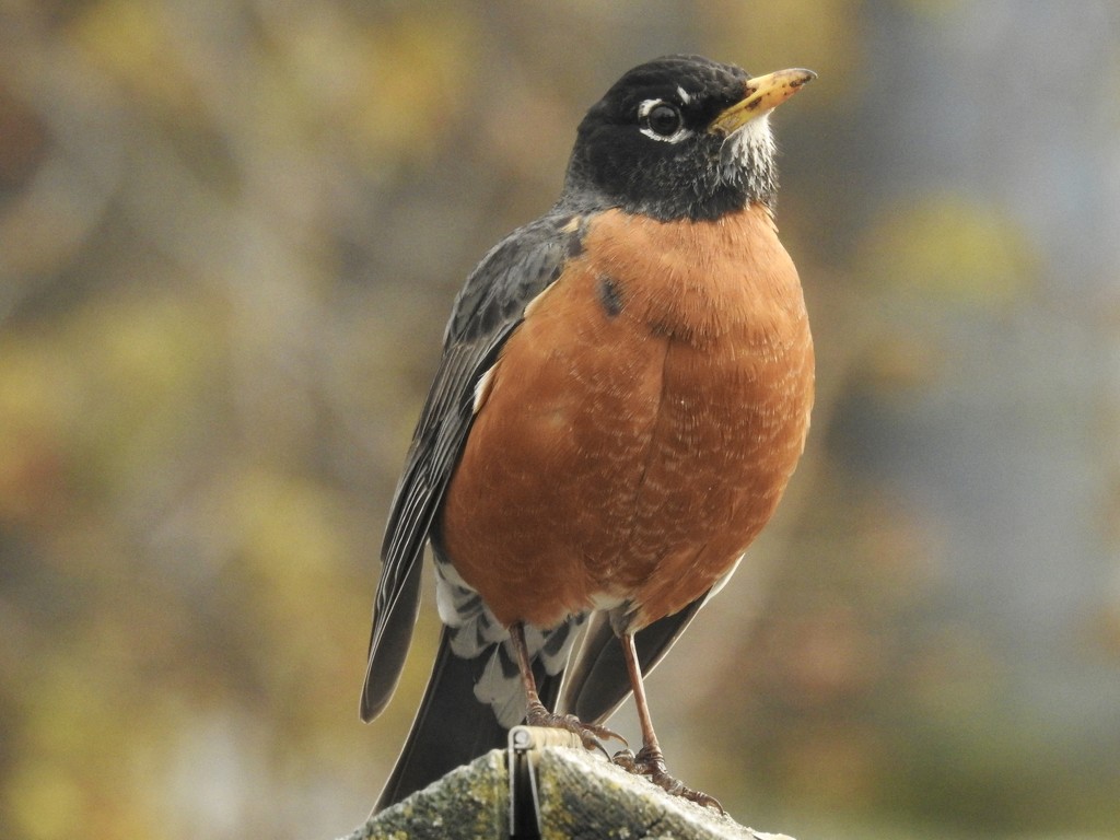 the noble robin by amyk