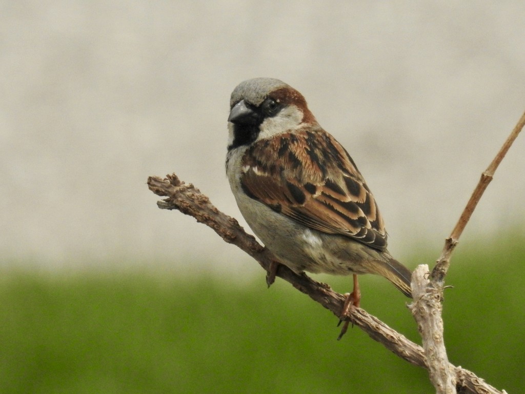little sparrow by amyk