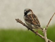 19th Apr 2017 - little sparrow