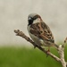 little sparrow by amyk
