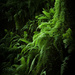 ferns by jerome