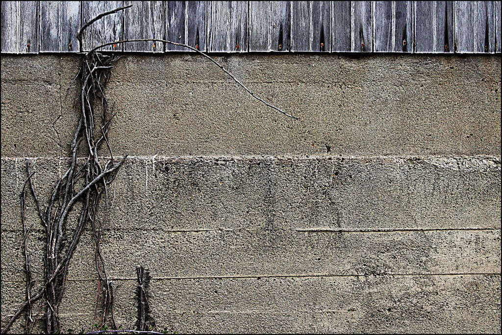 A Withered Vine on the Side of a Barn by olivetreeann
