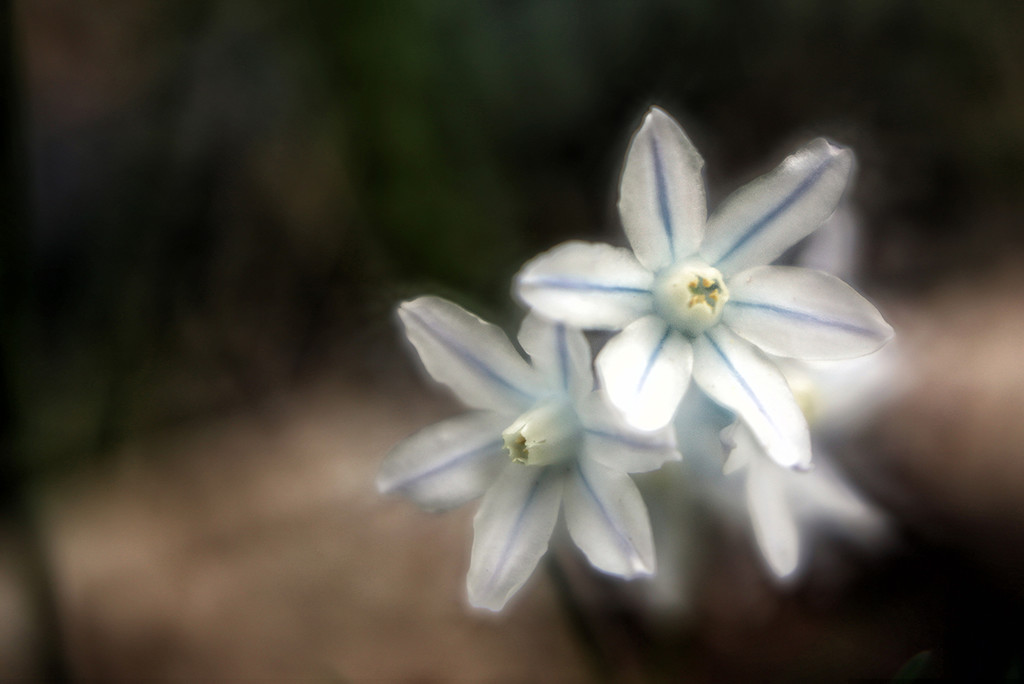 White Glory of the Snow Flowers by pdulis