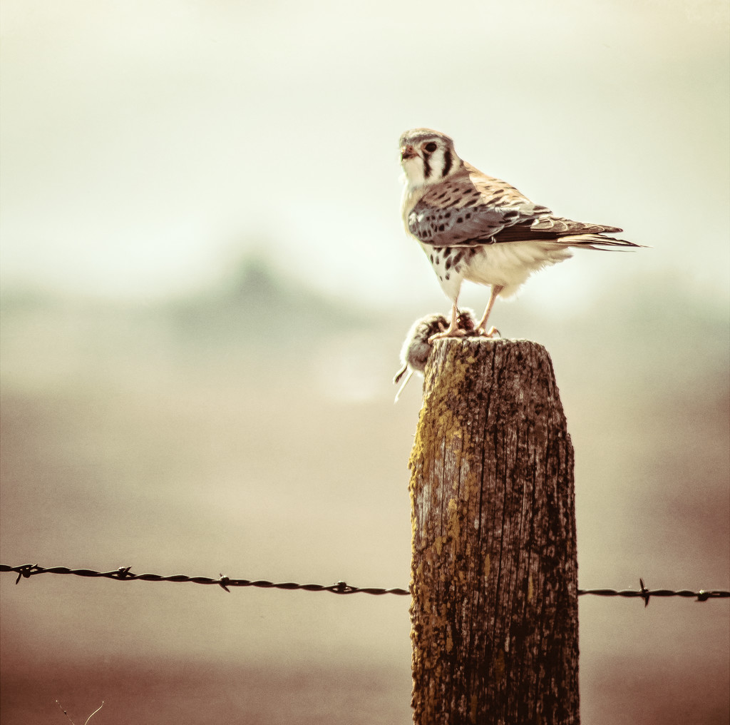 Kestrel Falcon with Prey by 365karly1