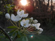 18th Apr 2017 - Apple Blossoms