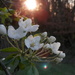 Apple Blossoms by julie