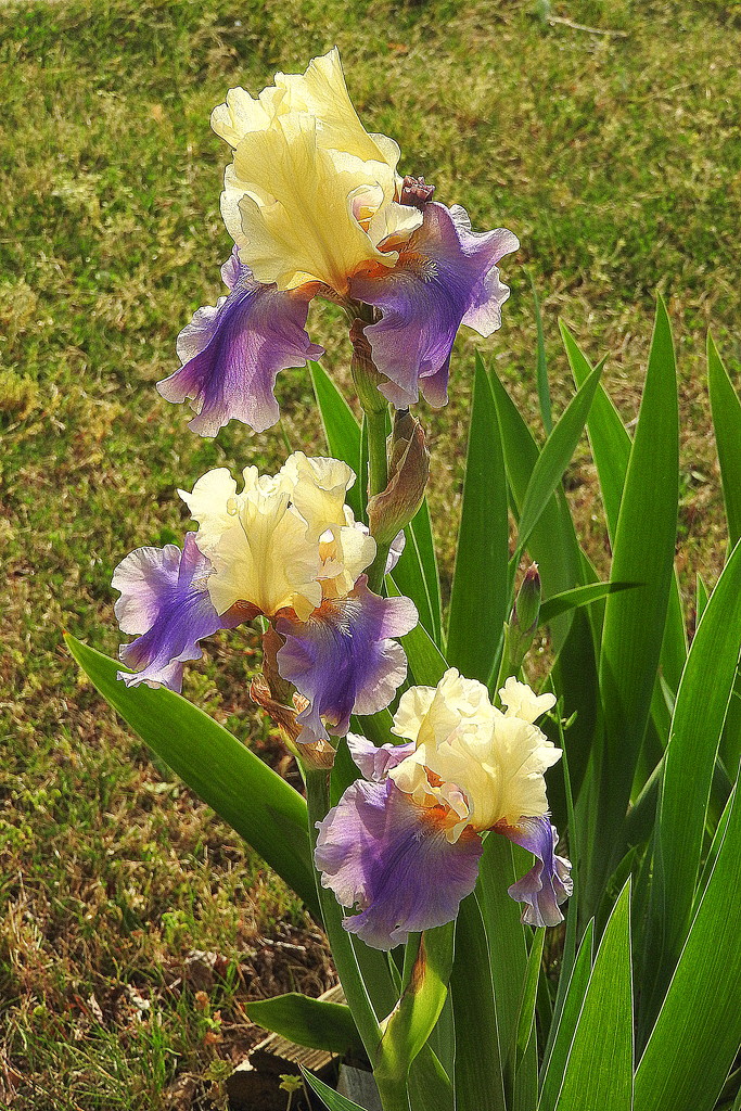 Golden Hour Irises by homeschoolmom