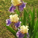 Golden Hour Irises by homeschoolmom