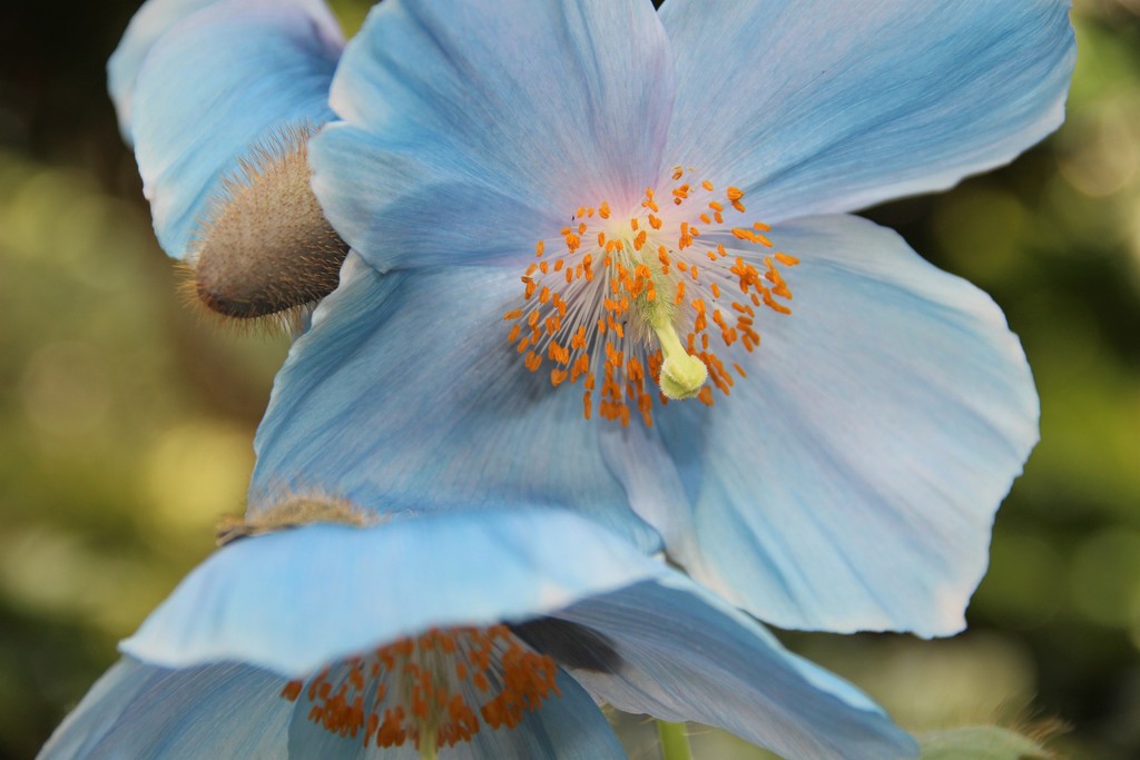 Blue Himalayan Poppies by beckyk365