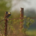 Meadowlark on Barbed Wire by kareenking