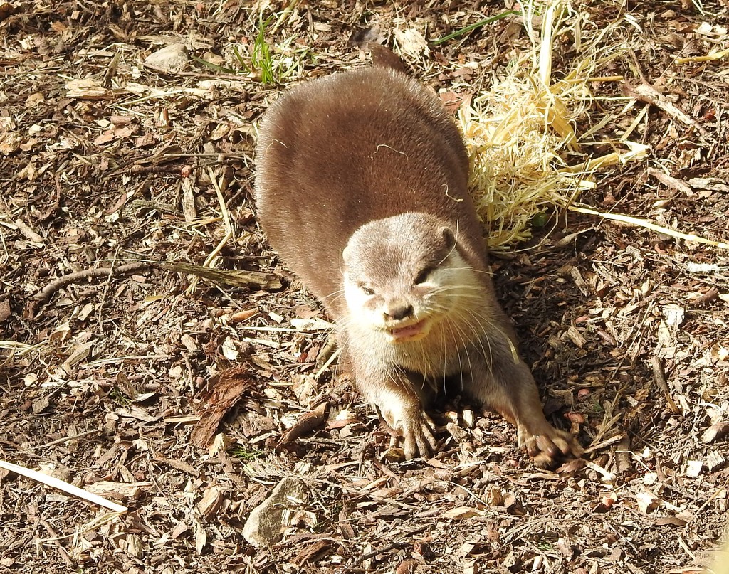 Asian Short-Clawed Otter by oldjosh