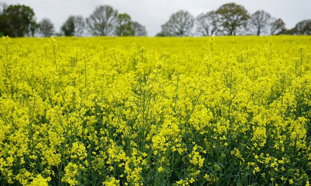 yellow field with a fringe of trees by quietpurplehaze