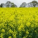 yellow field with a fringe of trees by quietpurplehaze