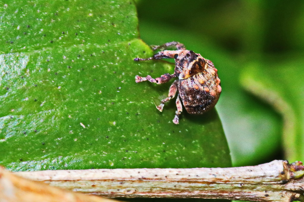 A Very Small Weevil - of Some Sort by terryliv