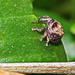 A Very Small Weevil - of Some Sort by terryliv