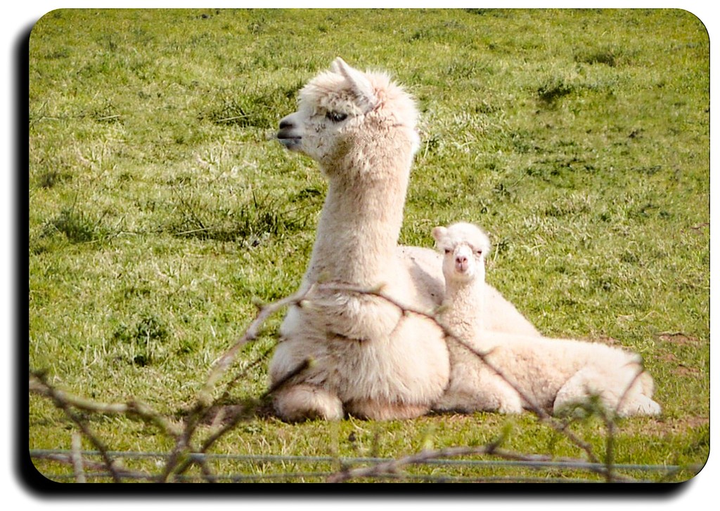 Llama and young by stuart46