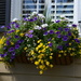 Flower box, Charleston, SC by congaree