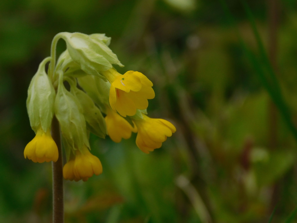  Cowslip by 365anne