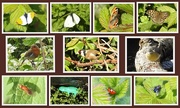 15th Apr 2017 -  Butterflies Birds and Bugs + ?