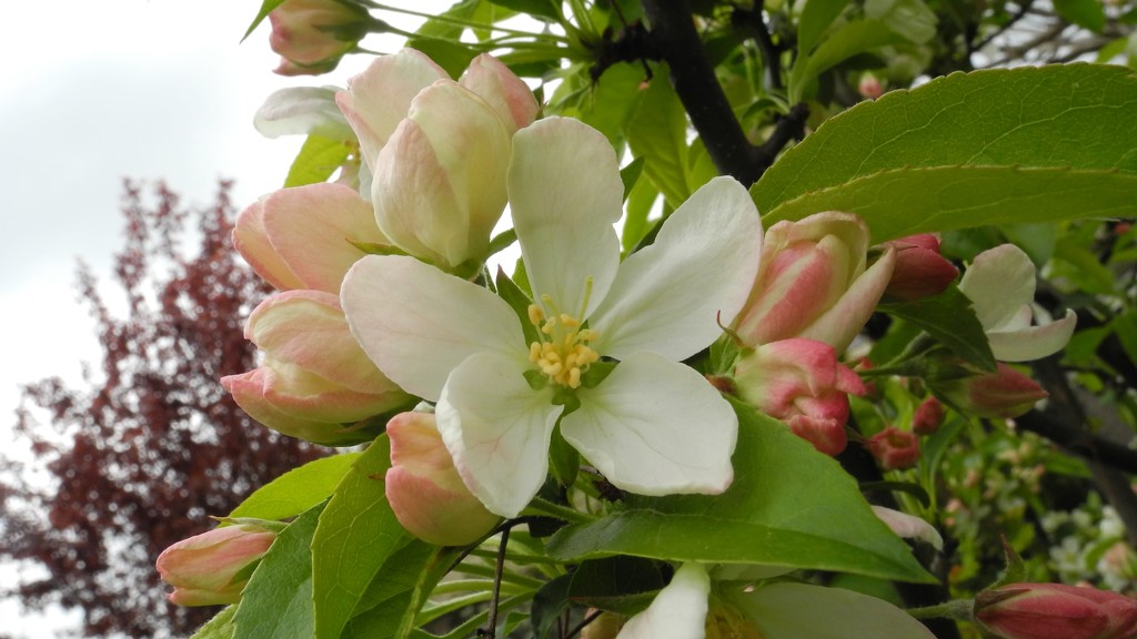 DSCN0367 blossom in the appletree by marijbar