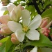 DSCN0367 blossom in the appletree by marijbar