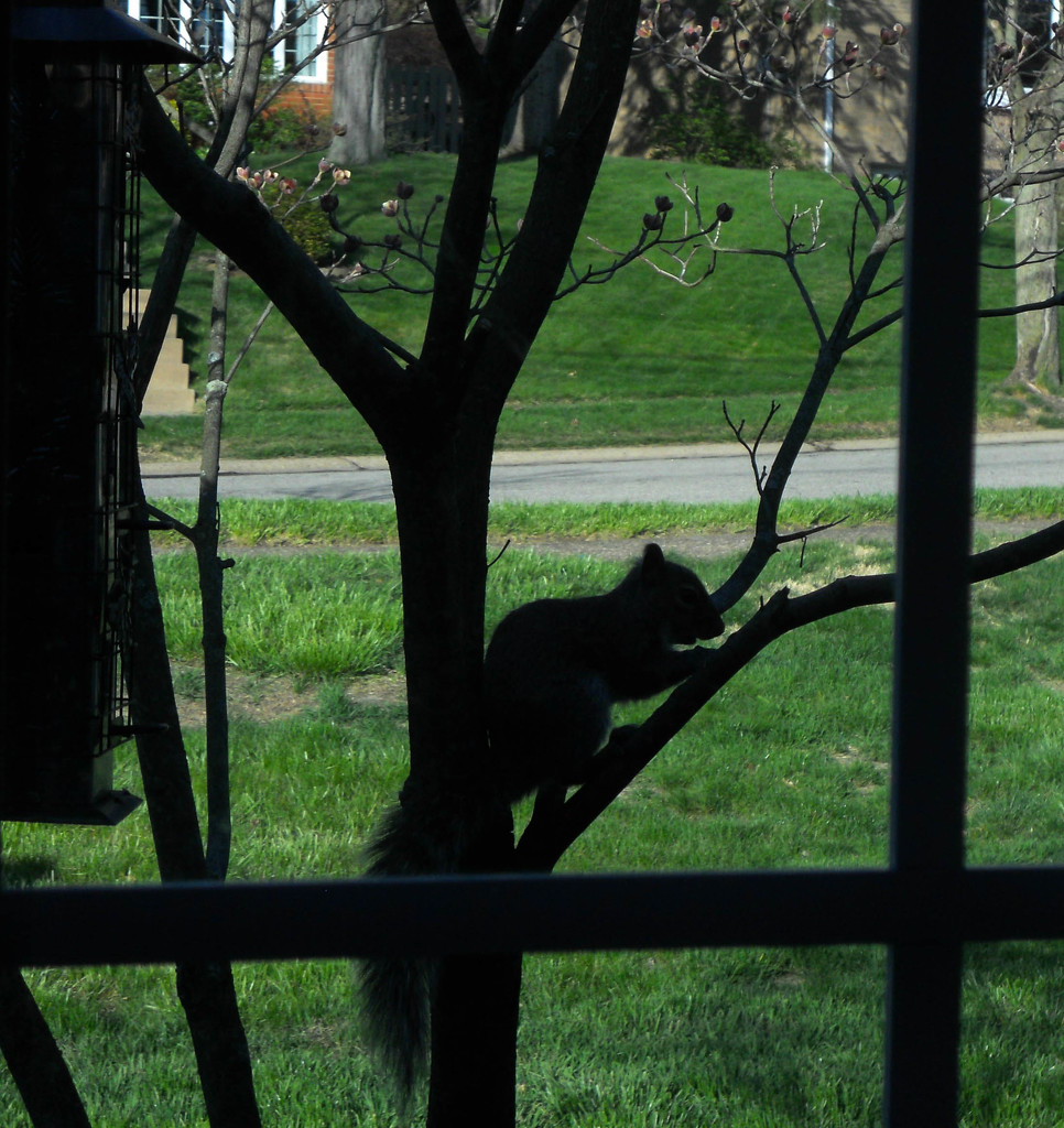 There's a squirrel in the tree by the bird feeder by mittens