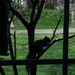 There's a squirrel in the tree by the bird feeder by mittens