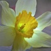 Day 109: Daffodil (Backlit) by jeanniec57