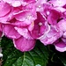 Rain Watered Hydrangea  by jo38