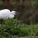 Little Egret with Fish by padlock