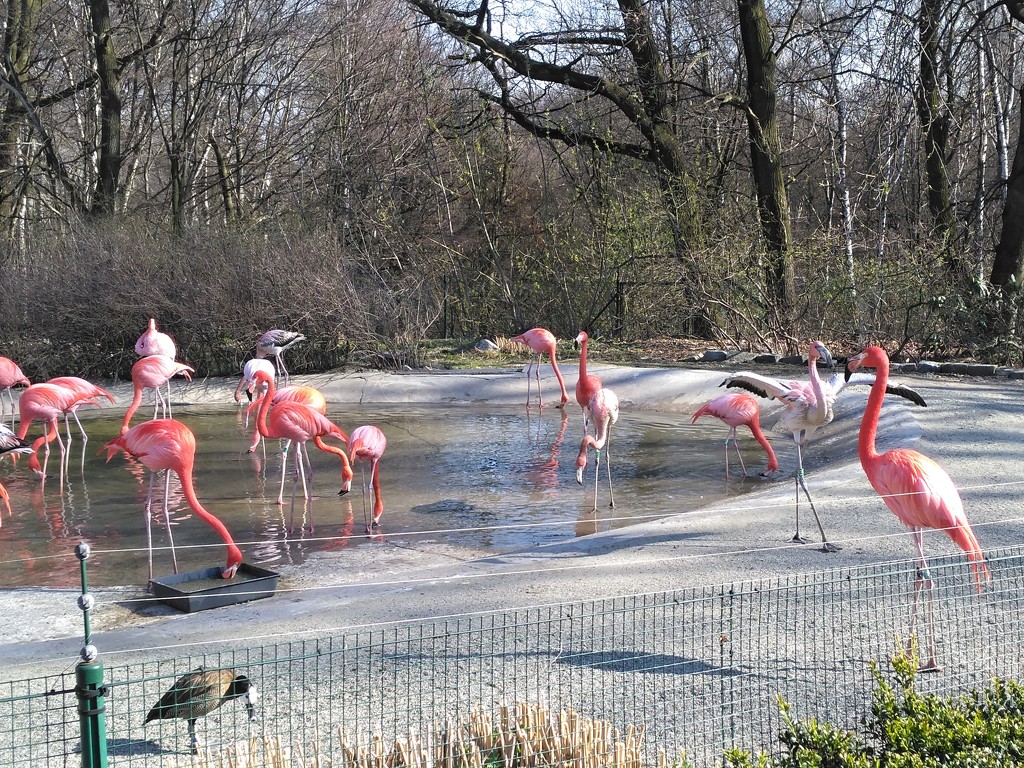 Flamingos by gabis