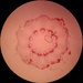 Microscoping  by gabis