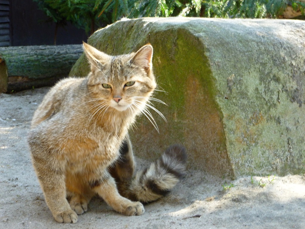 Kitten by gabis