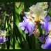 Sun-Dappled Bearded Irises by homeschoolmom