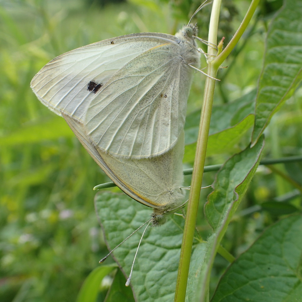 Cabbage White Love by cjwhite