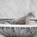 The Dove! by fayefaye