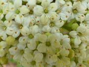 19th Apr 2017 - Wayfaring blossom - Viburnum lantana